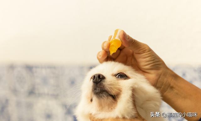 泰迪有泪痕能自愈吗？泰迪幼犬泪痕怎么自己去掉,第4张