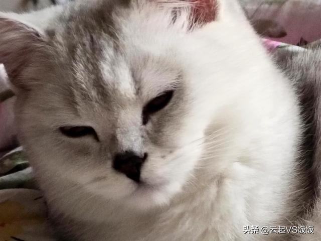 如果不喂猫粮，可以给猫猫做点什么吃