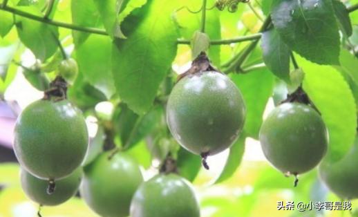 葫芦的种植方法，葫芦的种植方法和技术