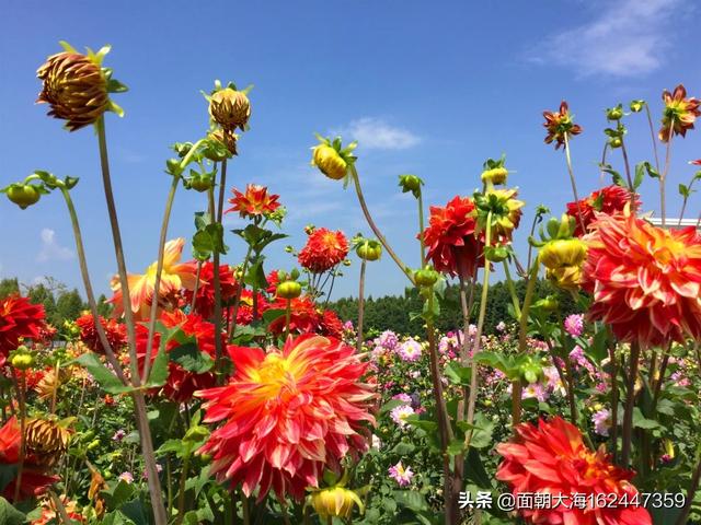 关于学生假期旅游的调查报告-关于学生假期旅游的调查报告怎么写