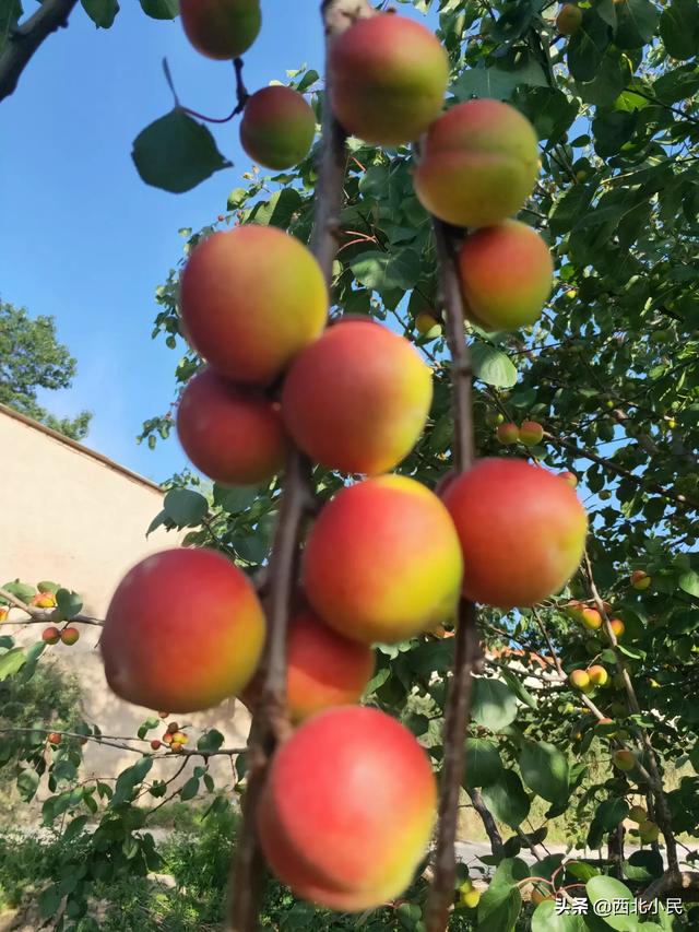 种植什么果园最好挣钱呢,种植什么果园最好挣钱呢视频