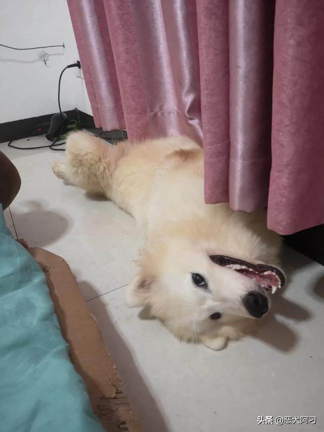 寵物生病?寵物生病去獸醫站還是去寵物醫院!