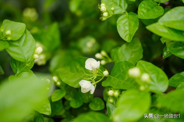 茉莉花的养殖方法?茉莉花的养殖方法和注意事项 盆栽!