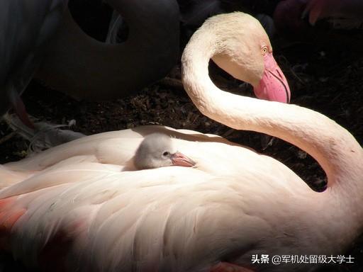 有关动物母爱的经典故事（关于动物母爱的真实故事）