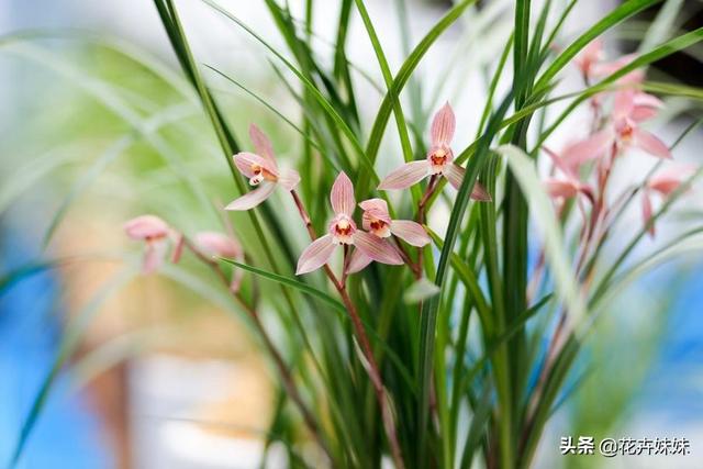 植物花卉怎么养,植物花卉怎么养护