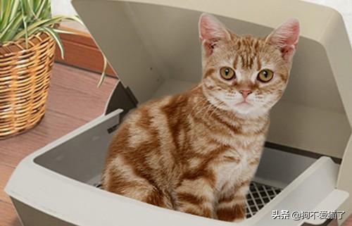 猫咪怎么吃不容易软便