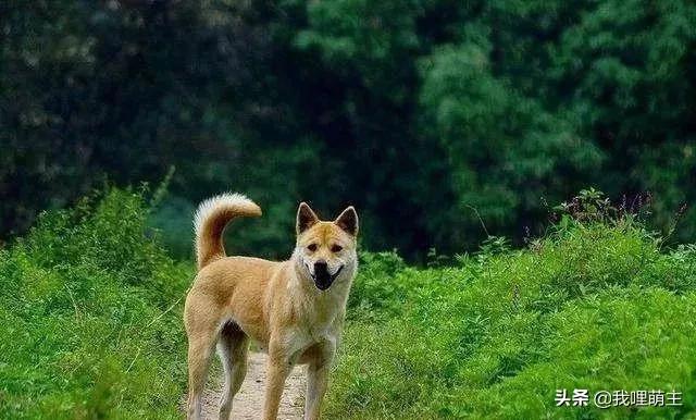 海外生活需要养什么狗，海外生活需要养什么狗狗