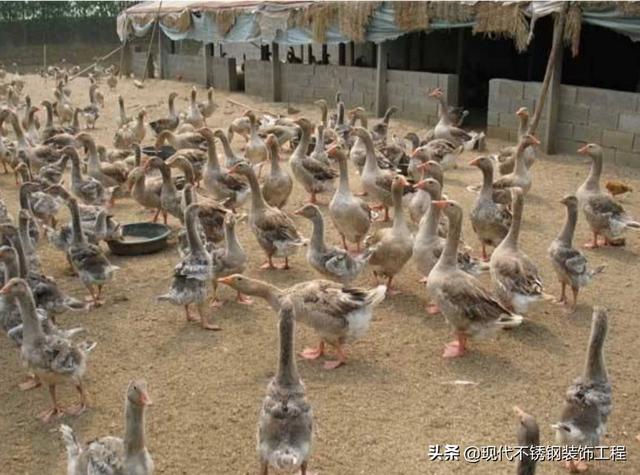 投资小的养殖业有哪些 在农村投资小，收益高的养殖项目有哪些？