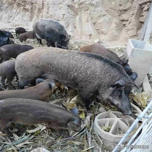 母猪用阉割吗？怎样养好母猪,第5张