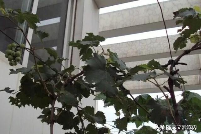 阳台葡萄种植方法,阳台葡萄种植方法与技术管理