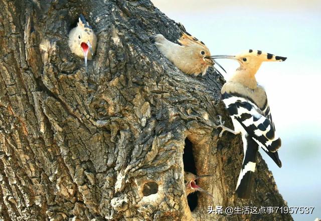 小鸟的家简短故事（小鸟的家100个字）