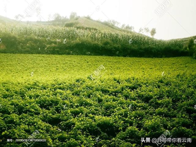 养兔种植哪种草最好