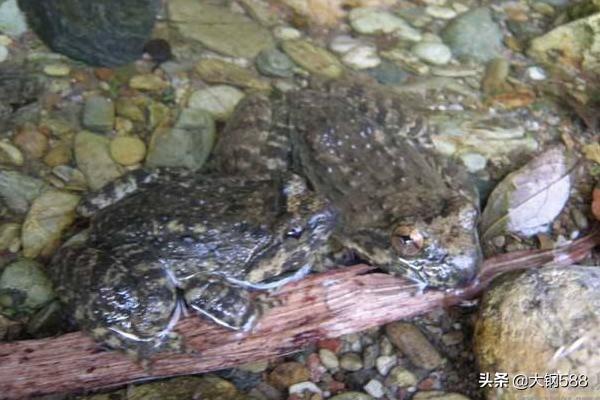 野生石蛙养殖技术_野生石蛙养殖技术全过程