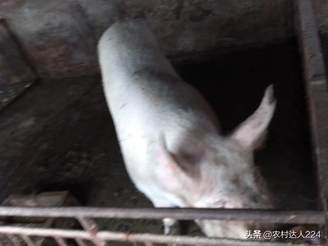 女人梦到猪是什么意思(图1)