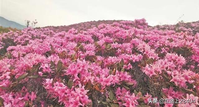 泰顺至永州高铁路线，泰顺至永州高铁路线图