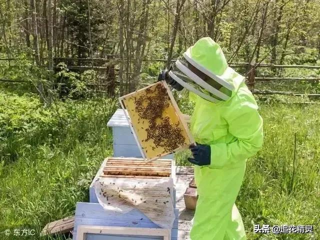蜜蜂养殖十大忌讳？家庭养蜂的忌讳？