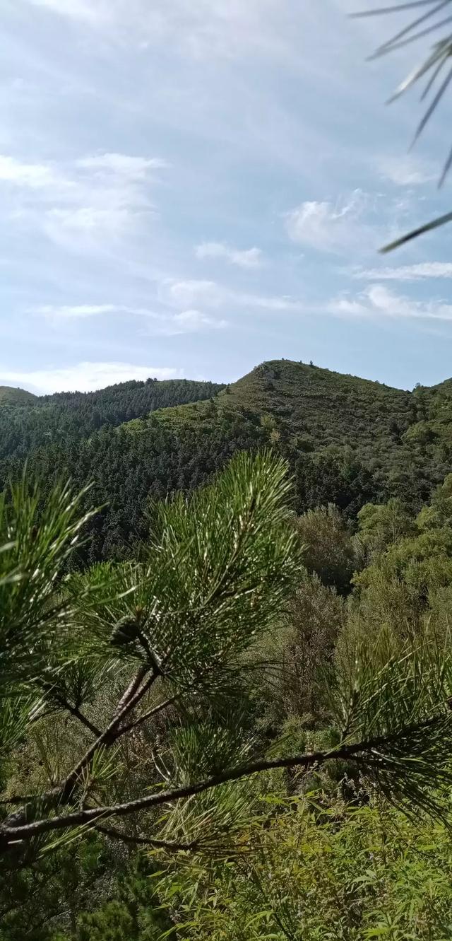 叶子花树,叶子花属