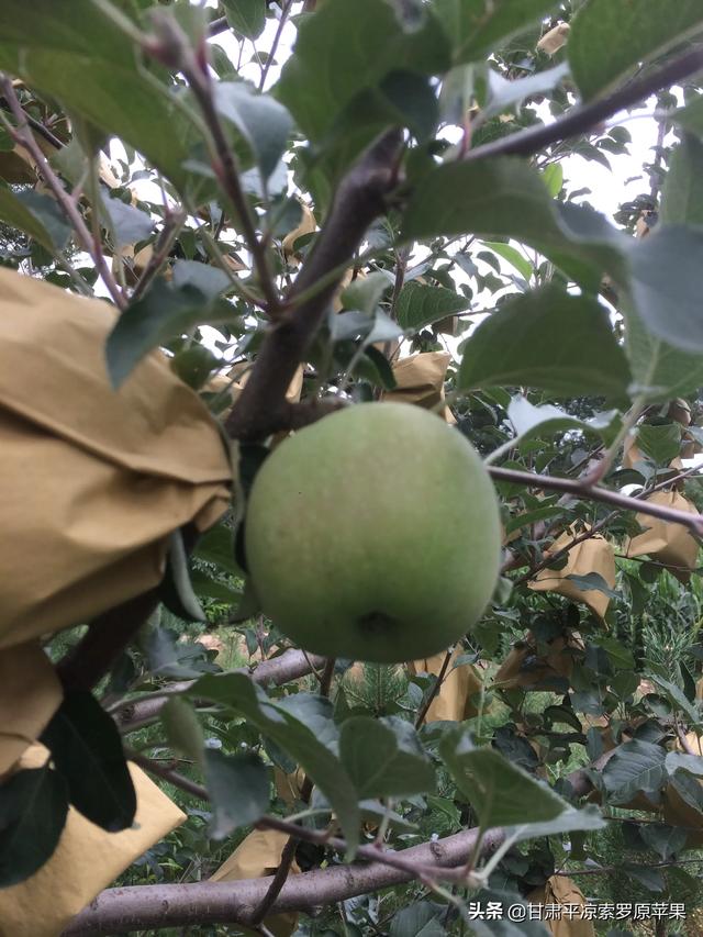 苗木种植土球直径怎么计算 施肥量