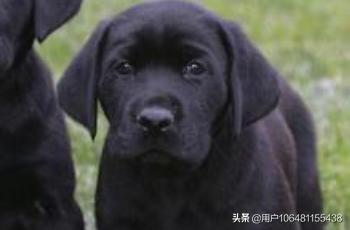 拉布拉多犬价格拉布拉多犬多少钱