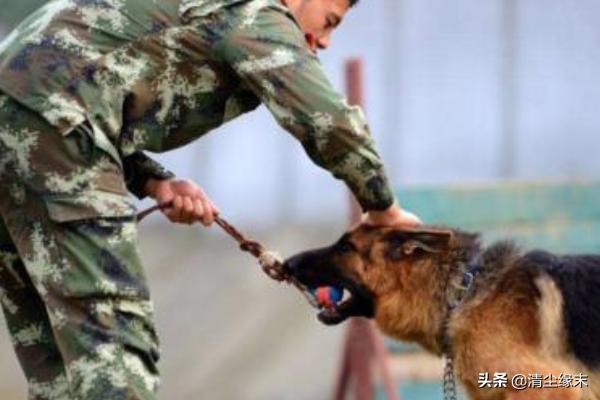 训犬师的工资是多少？