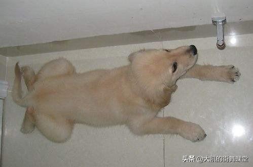 狗狗大概从多大开始训练上厕所,第1张