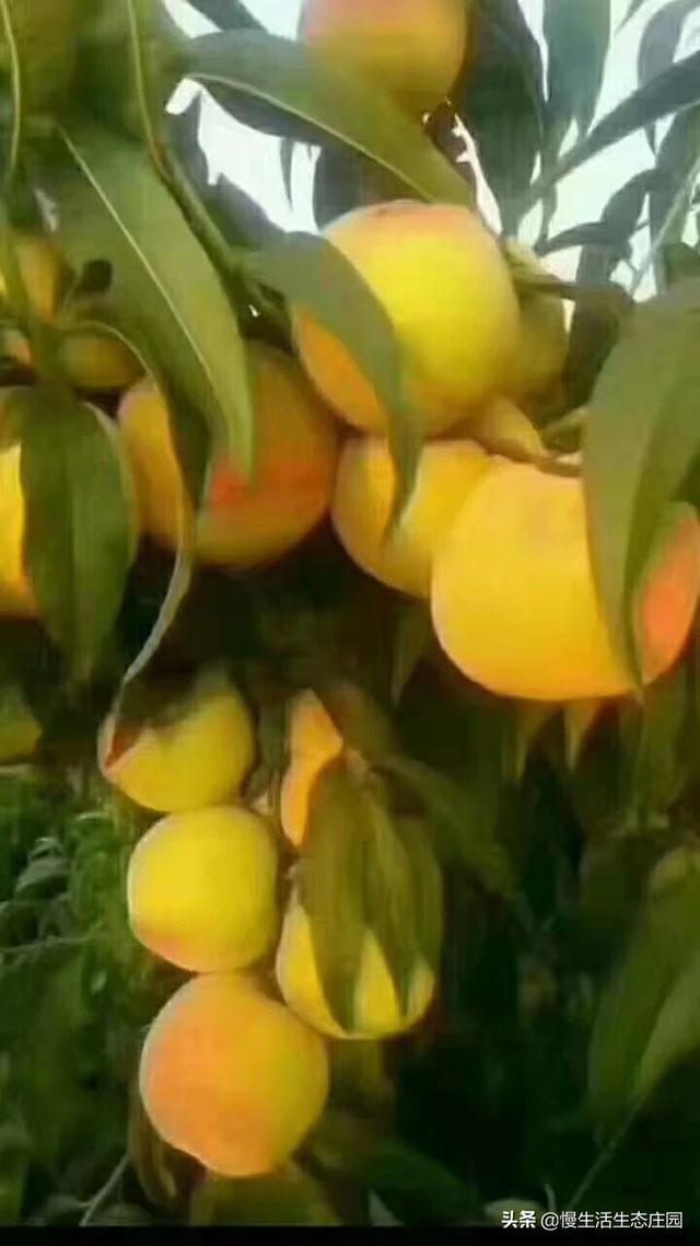 云南曲靖市麒麟区采摘园评价好的农家乐大推荐好玩又巴适,曲靖麒麟区周边农家乐