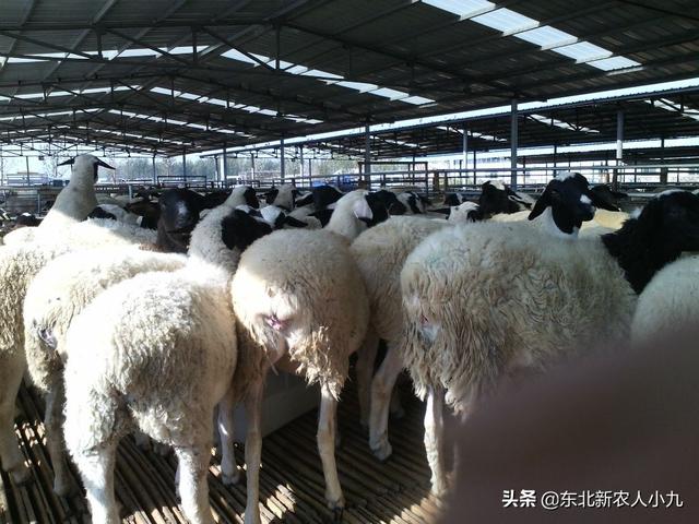 黑龙江明水县猪价-黑龙江明水县猪价今日价格