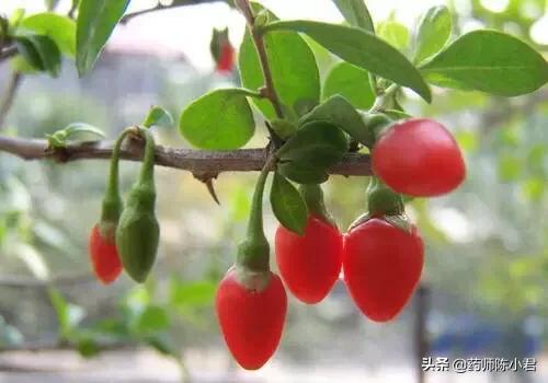 枸杞子的功效与作用(中药枸杞子的功效与作用？)