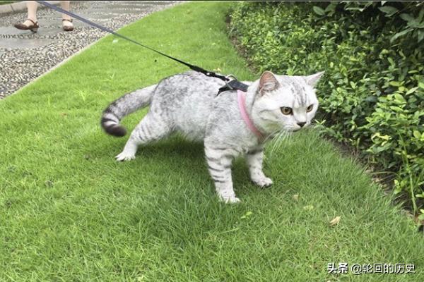 家里养的猫老是想出去怎么办？白天房里很闷猫会有事吗？