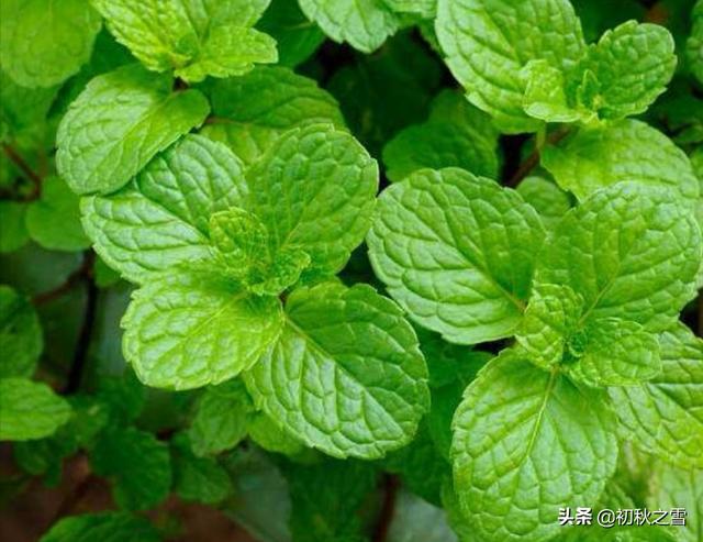 阳台种植鱼香,阳台种植鱼香草好吗