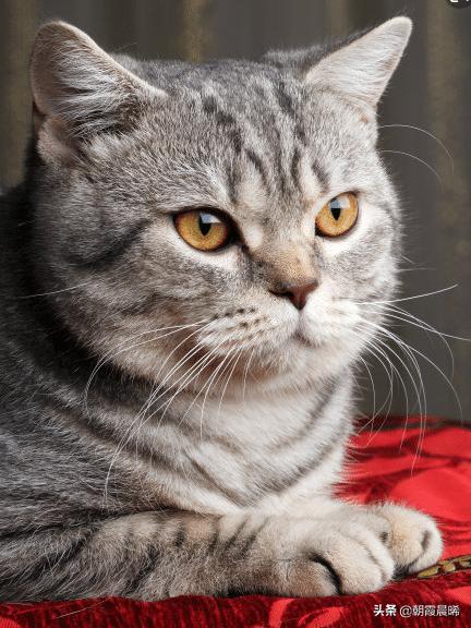猫咪变瘦了是怎么回事(图6)