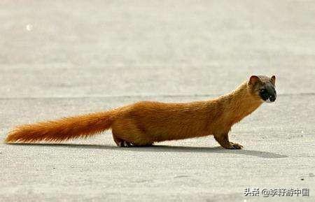 黄鼠狼是什么样图片？：黄皮子图片