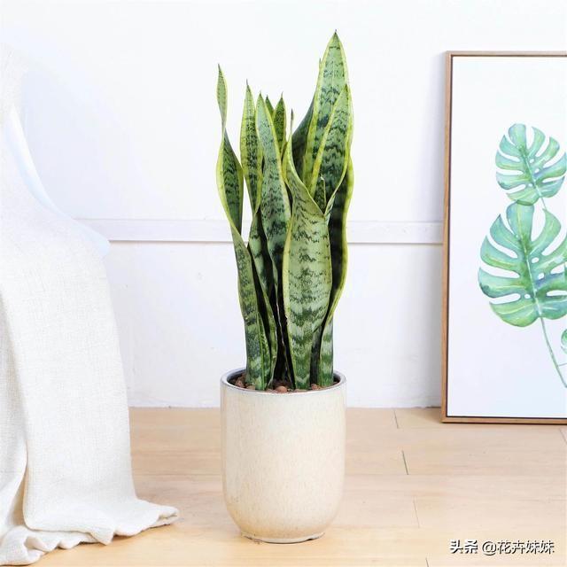 虎皮兰叶子枯萎，请问是怎么回事？可以挽救吗,第7张