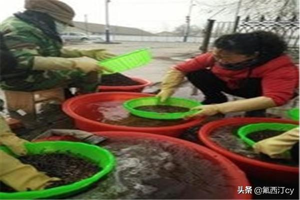 橘子怎么种植方法