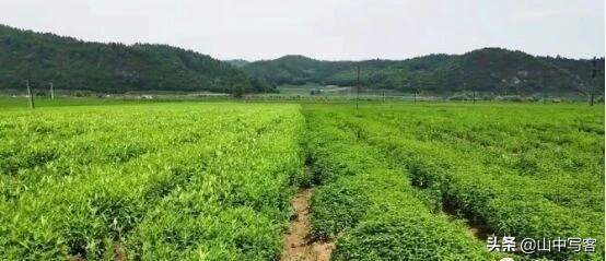 苗木花卉属于农业还是林业 施肥类 花卉吗