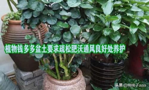 绿植养护方法