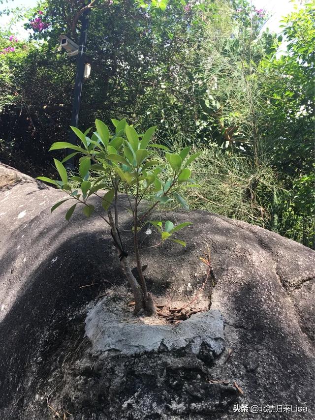 情绪大起大落怎么改善(图1)