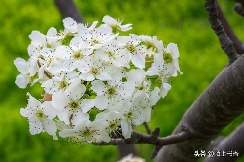 有关花卉的古诗?有关花卉的古诗词!