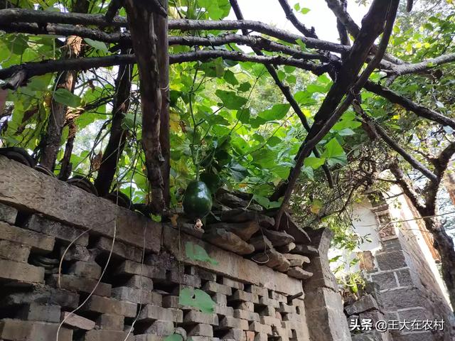 吉林梨树县生猪价格-吉林梨树县生猪价格表最新
