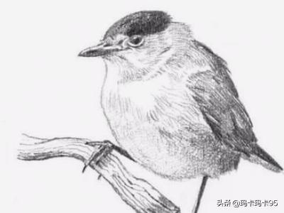 [素描动物]怎样画动物素描？