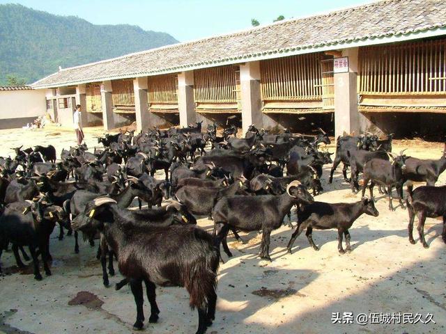山东省大发饲料有限公司-山东省大发饲料有限公司大概每年需要玉米多少吨