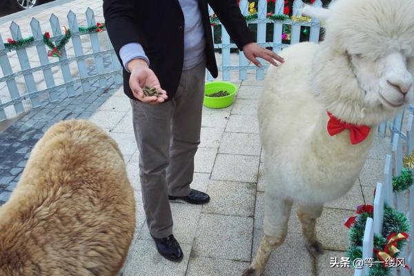 羊駝當寵物?羊駝當寵物需要什么條件!