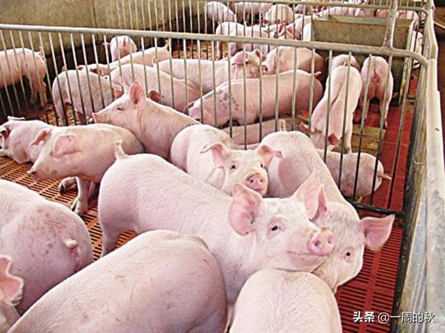 怎样建立猪饲料电商-饲料电商怎么做