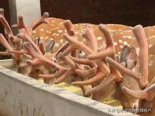 长春市哪里有卖鹿茸的