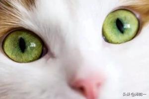 猫眼屎多是什么原因怎么解决办法(图5)