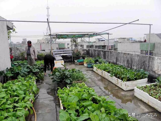 楼顶花园如何种植香菜,楼顶花园如何种植香菜视频