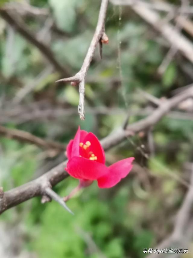 花艺行业的商业化现状如何? 花艺行业的商业化现状如何写!