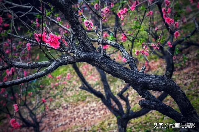 梅花图片（梅花图片100张）