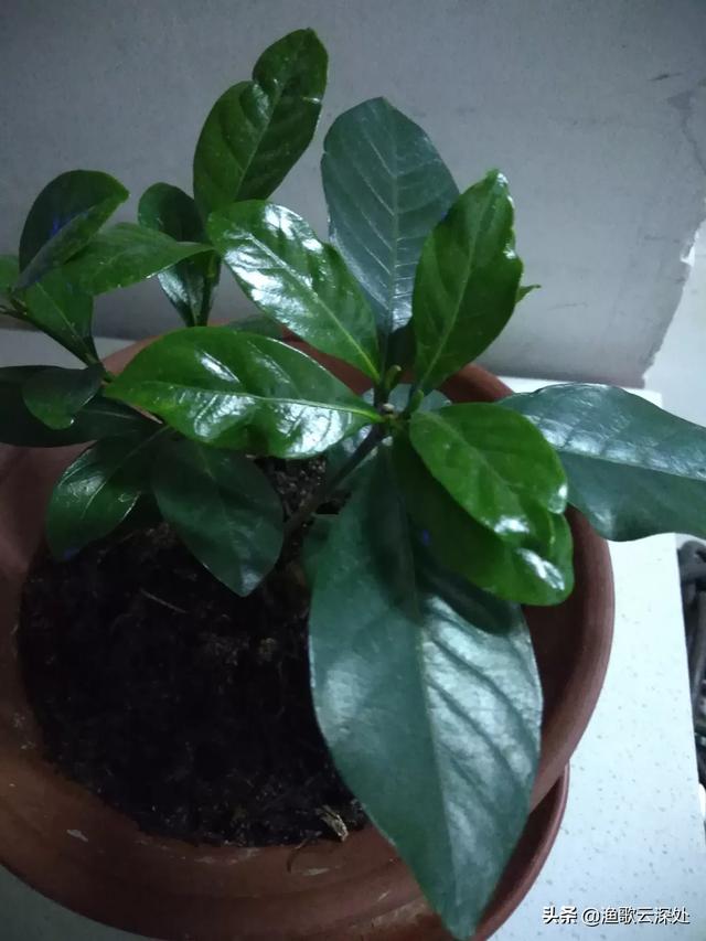 植物盆栽栀子花怎么养护和管理