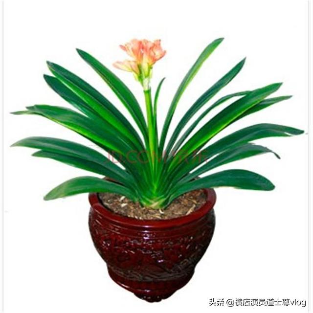 楼顶花园可以种植桂花吗,楼顶花园可以种植桂花吗视频